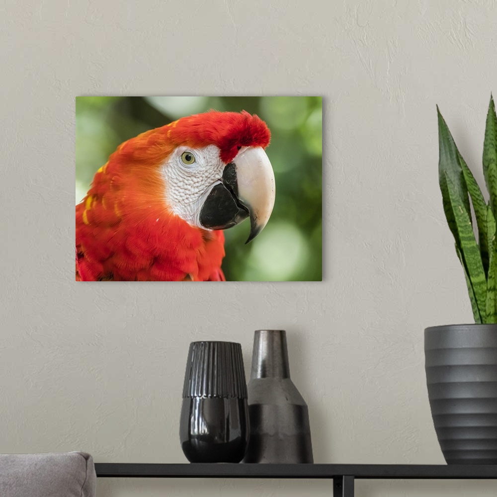 A modern room featuring Scarlet macaw (Ara macao), Amazon Rescue Center, Iquitos, Peru, South America