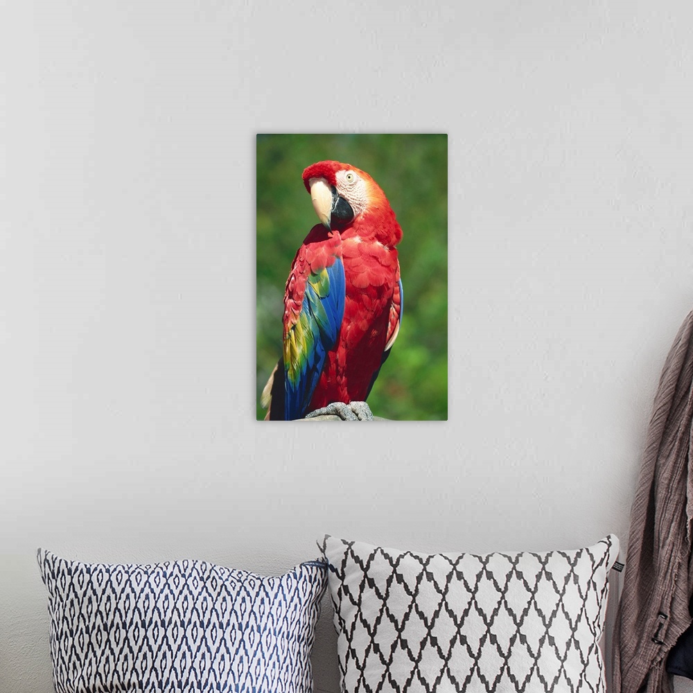 A bohemian room featuring Scarlet Macaw, Seaworld, San Diego, California, United States of America, North America