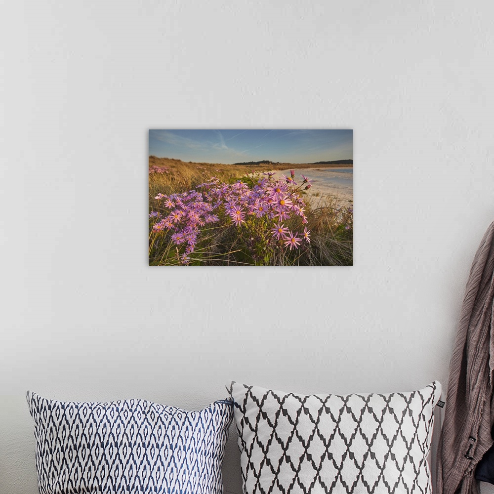 A bohemian room featuring Sea Asters (Tripolium pannonicum) in flower in spring in dunes in Pentle Bay, on the island of Tr...