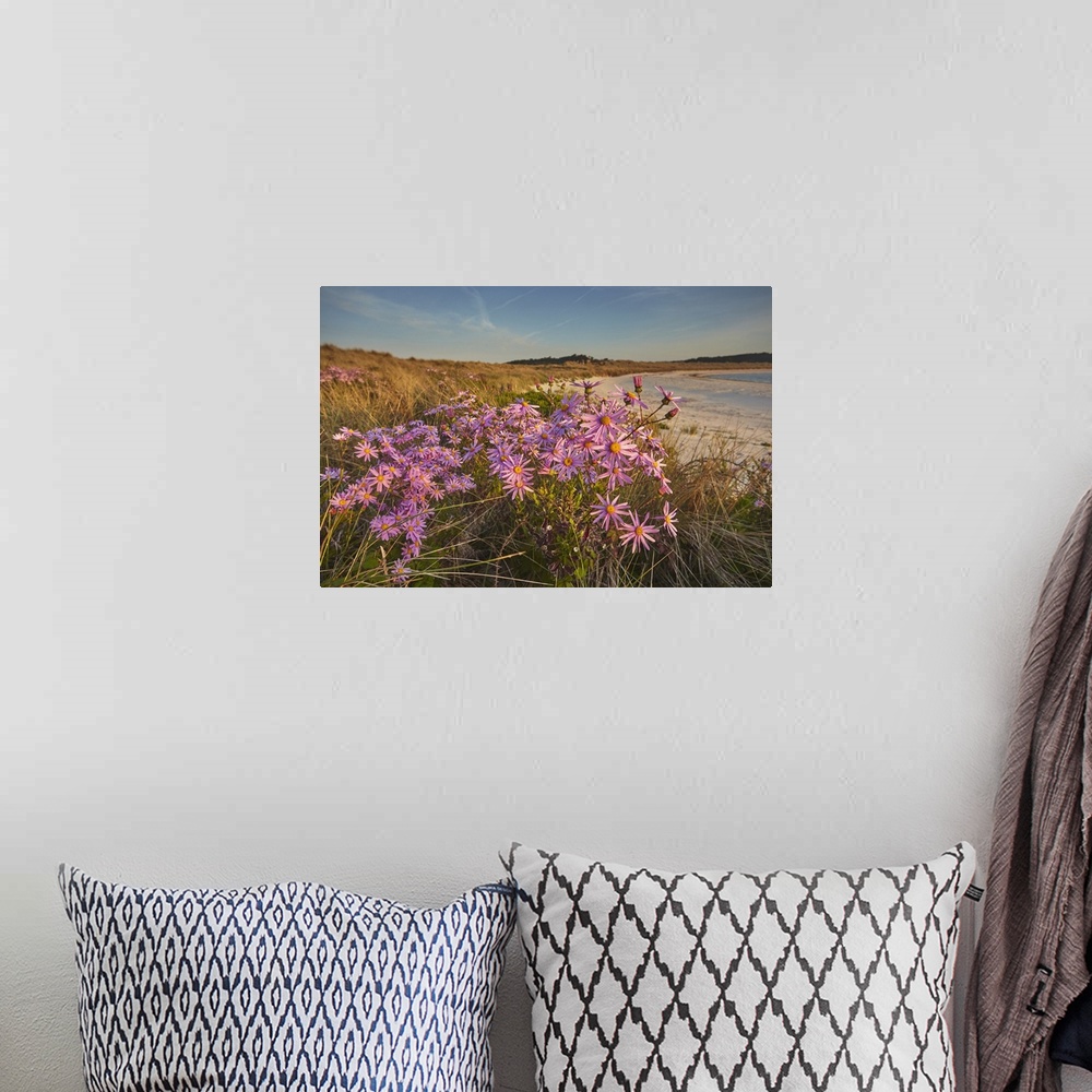 A bohemian room featuring Sea Asters (Tripolium pannonicum) in flower in spring in dunes in Pentle Bay, on the island of Tr...