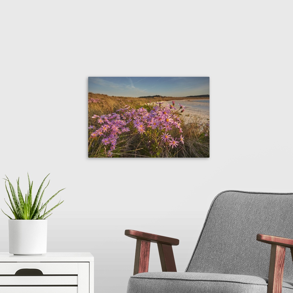 A modern room featuring Sea Asters (Tripolium pannonicum) in flower in spring in dunes in Pentle Bay, on the island of Tr...