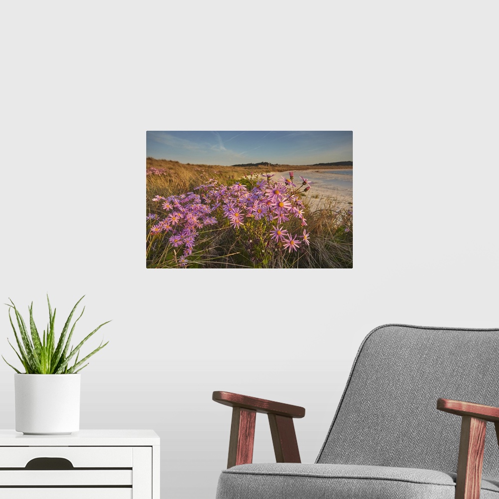 A modern room featuring Sea Asters (Tripolium pannonicum) in flower in spring in dunes in Pentle Bay, on the island of Tr...