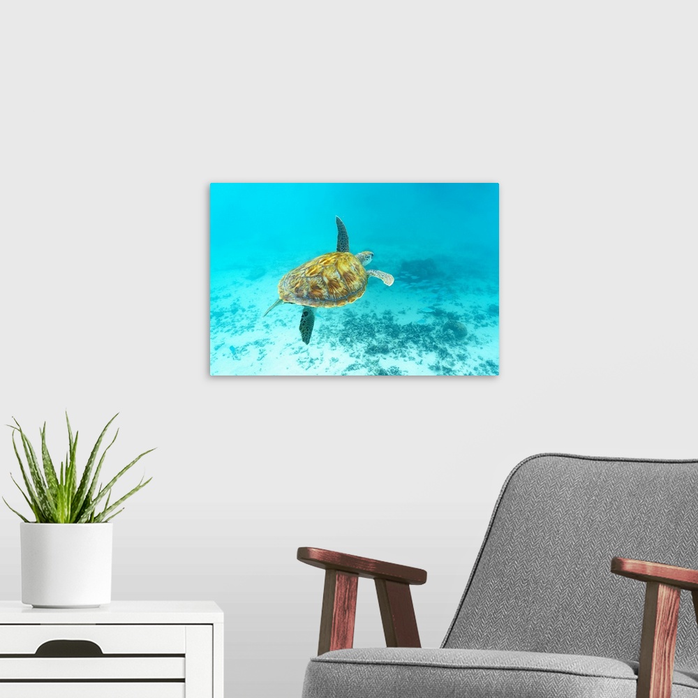 A modern room featuring Sea turtle floating underwater over coral reef, Mauritius, Indian Ocean, Africa