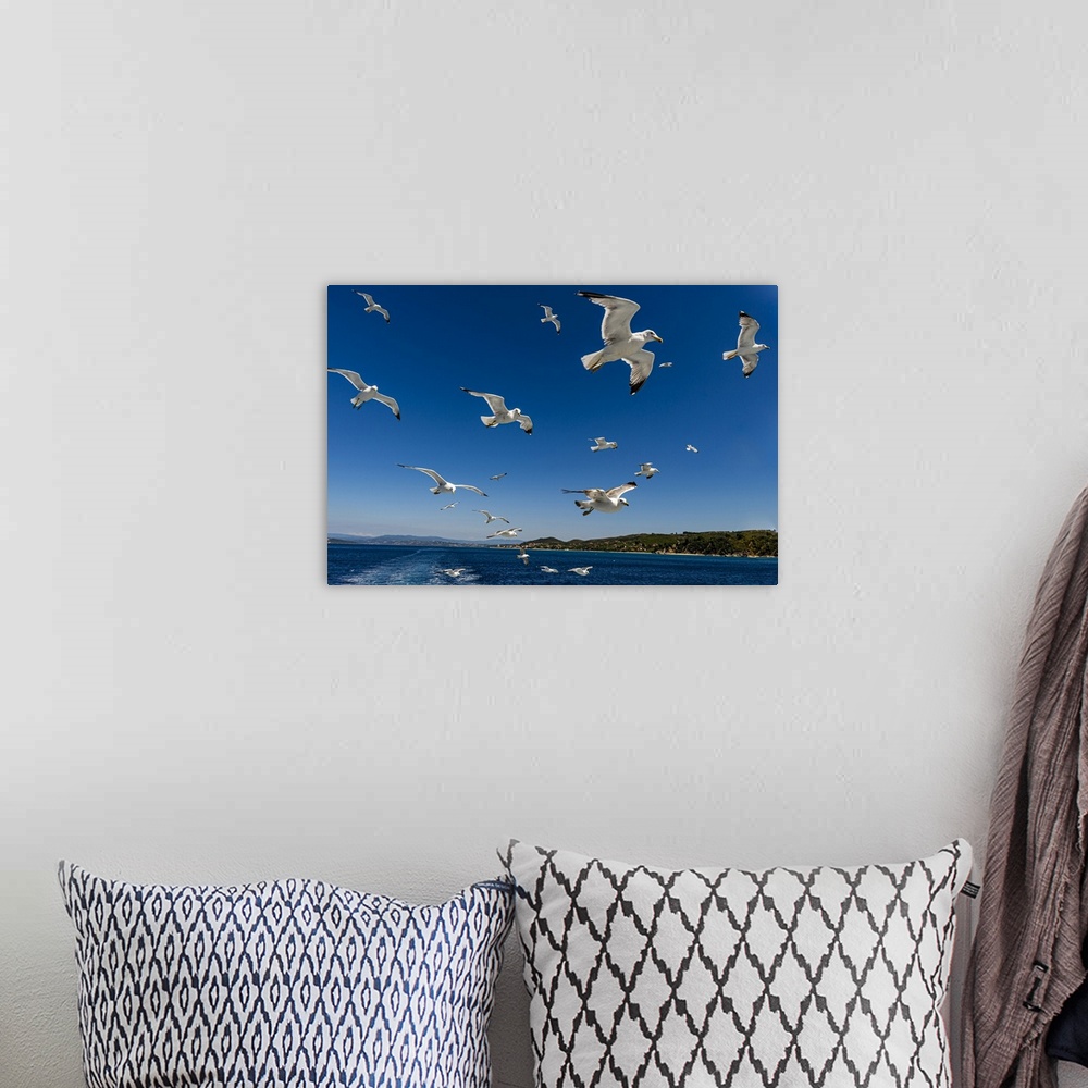 A bohemian room featuring Seagulls (Laridae) flying behind a tourist boat, Mount Athos, Central Macedonia, Greece, Europe