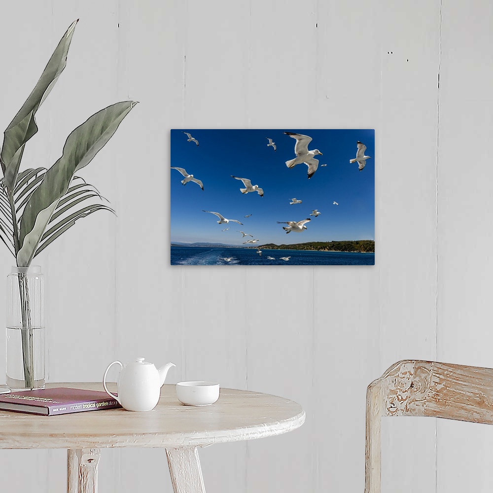 A farmhouse room featuring Seagulls (Laridae) flying behind a tourist boat, Mount Athos, Central Macedonia, Greece, Europe