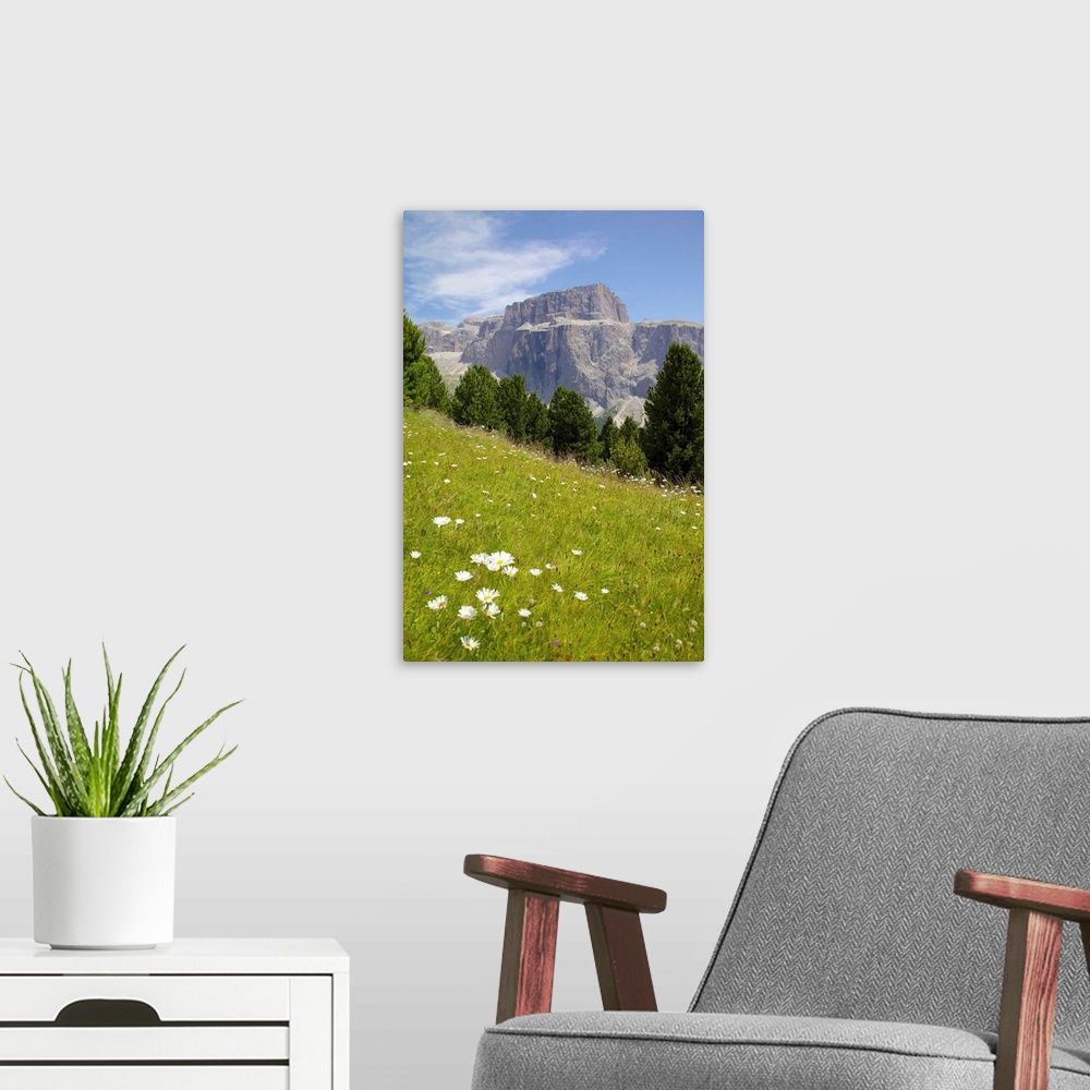 A modern room featuring Sella Pass and daisies, Trento and Bolzano Provinces, Italian Dolomites, Italy, Europe