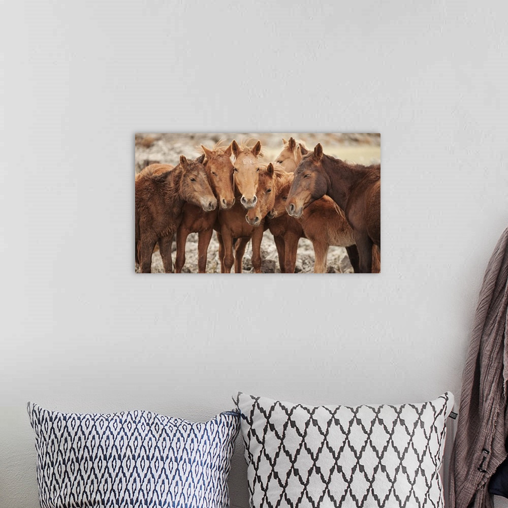 A bohemian room featuring Semi-wild Mongolian horses keeping close in the Mongolian steppes, Mongolia, Central Asia, Asia