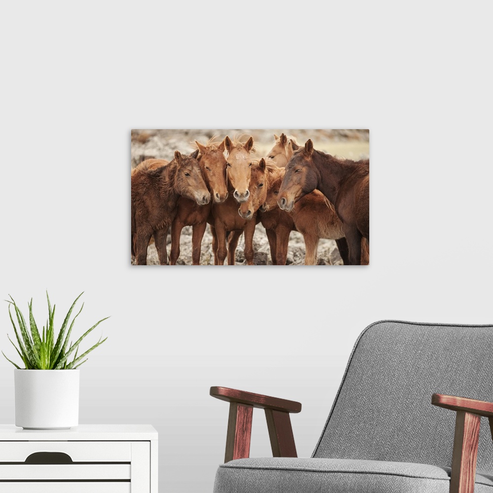 A modern room featuring Semi-wild Mongolian horses keeping close in the Mongolian steppes, Mongolia, Central Asia, Asia