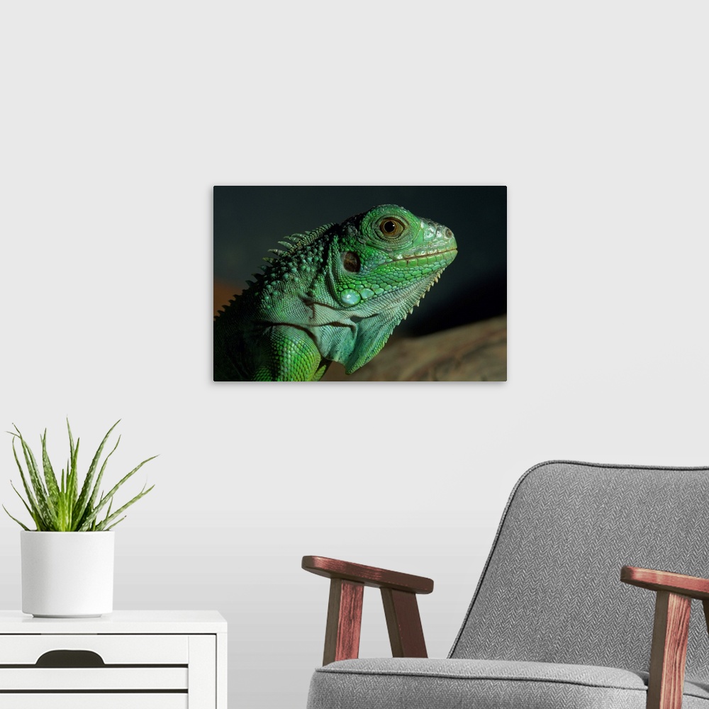 A modern room featuring Serpentarium green or common iguana, Skye, Scotland, UK