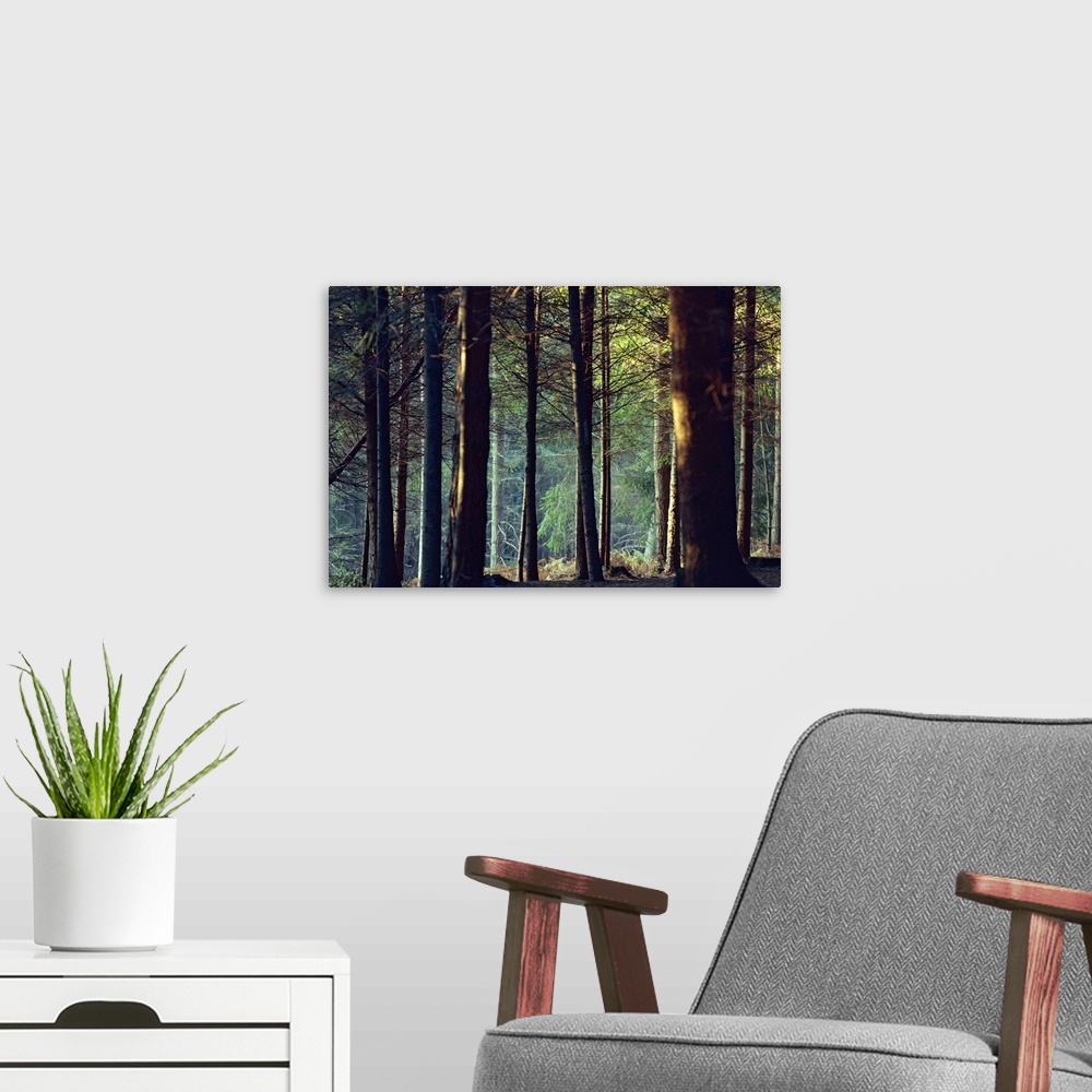 A modern room featuring Shady forest scene, New Forest, Hampshire, England, United Kingdom, Europe