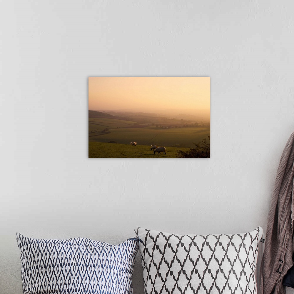 A bohemian room featuring Sheep at sunset, near Sidmouth, Devon, England, United Kingdom, Europe