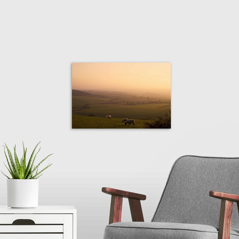 A modern room featuring Sheep at sunset, near Sidmouth, Devon, England, United Kingdom, Europe