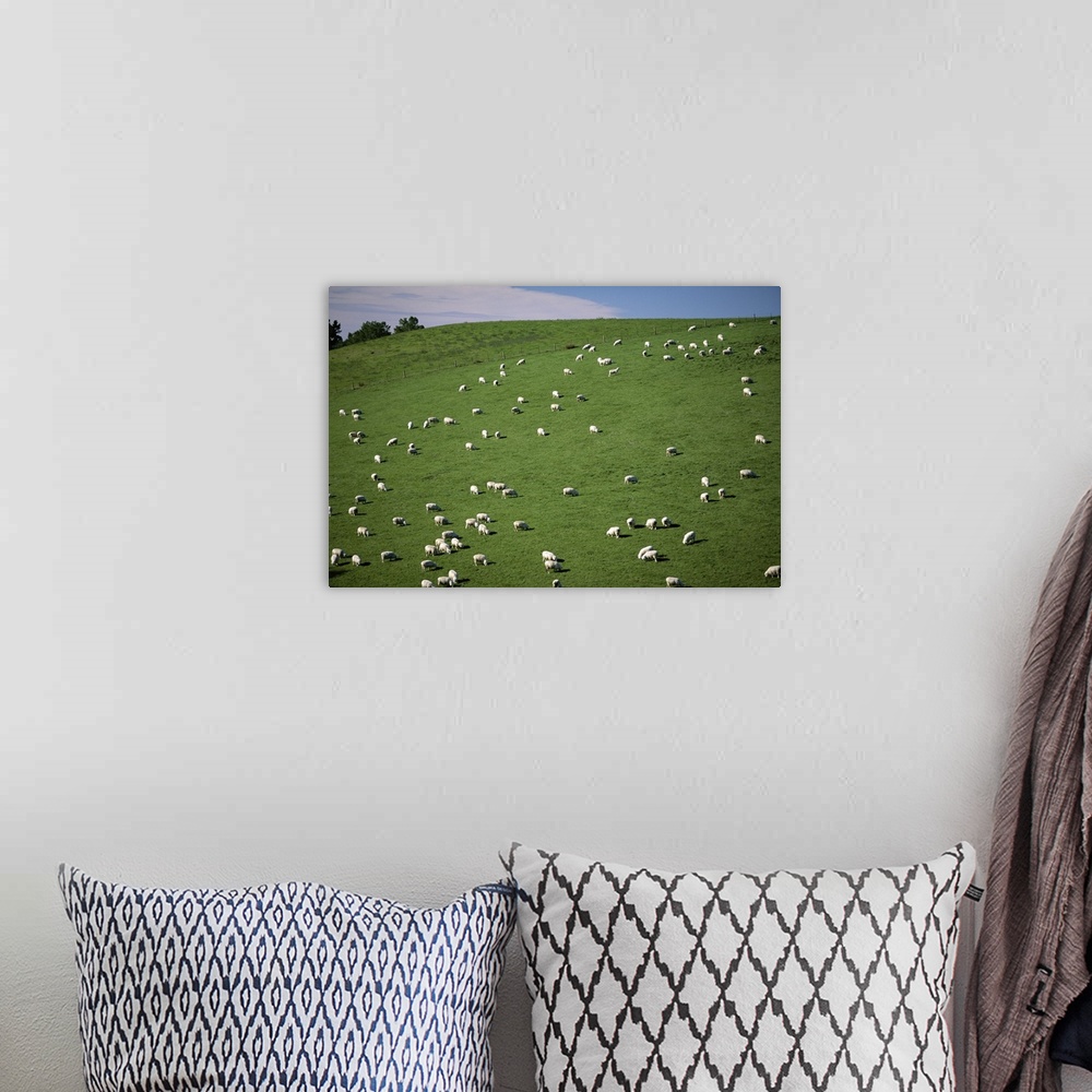 A bohemian room featuring Sheep grazing on downs, Canterbury, South Island, New Zealand