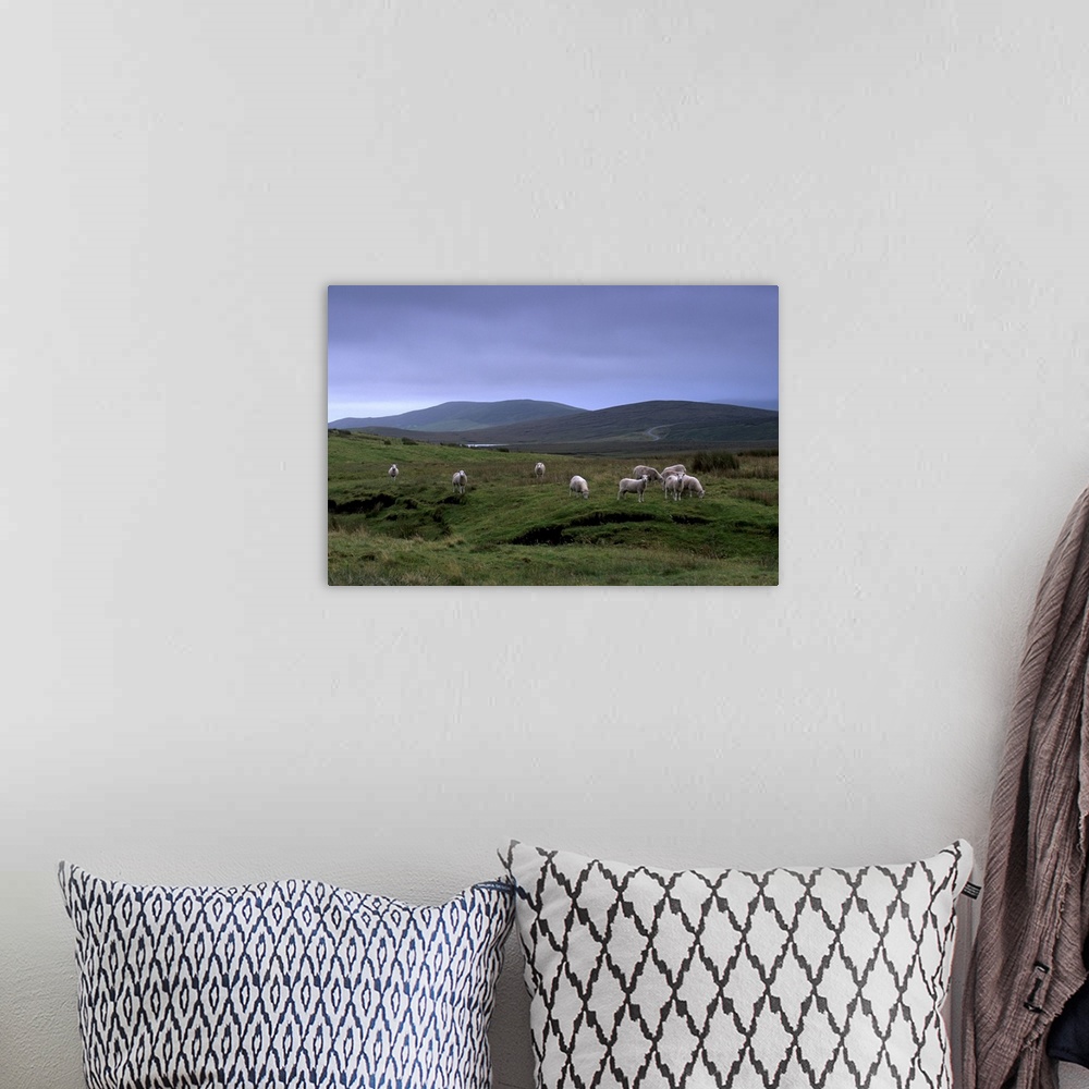 A bohemian room featuring Sheep grazing, Shetland Islands, Scotland, UK