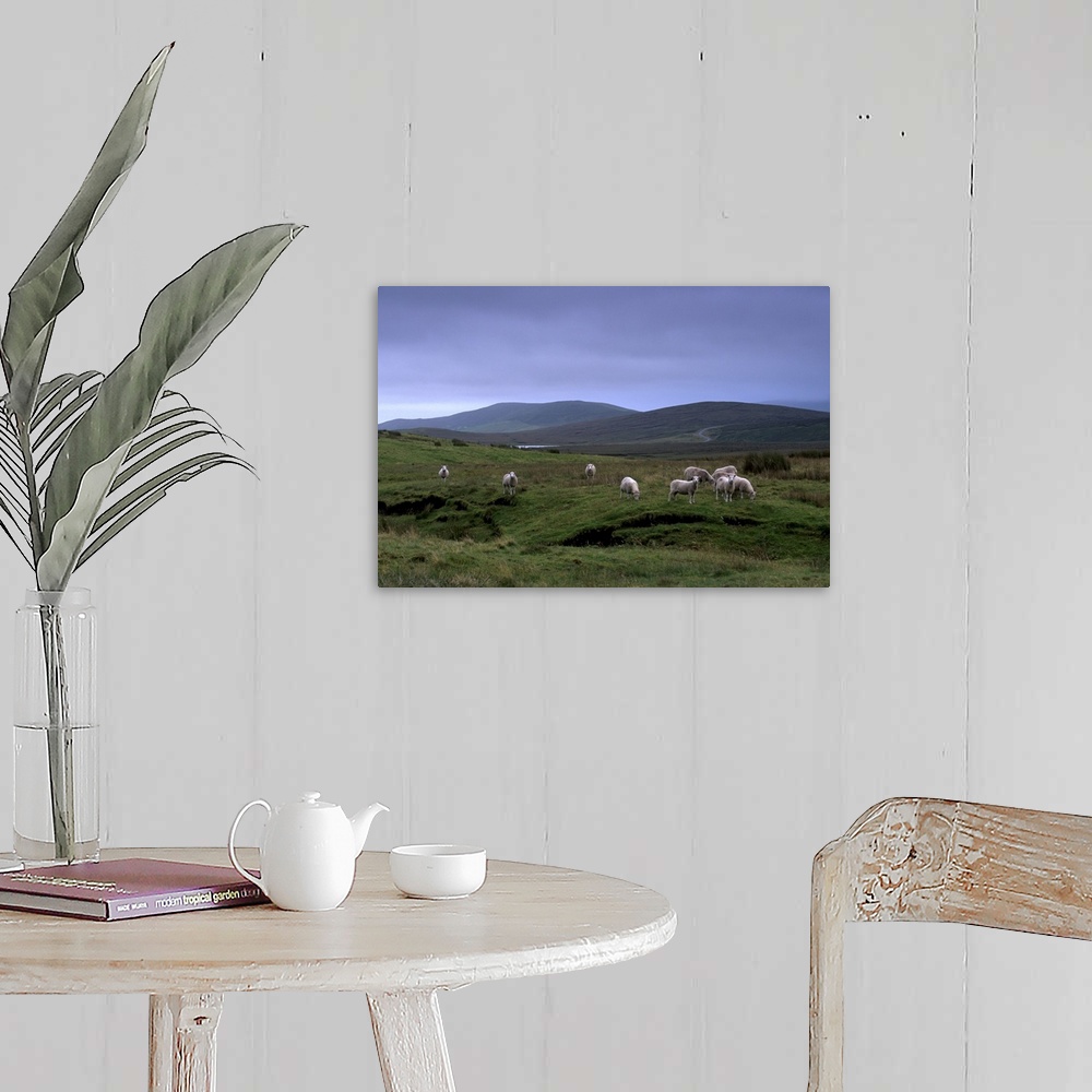 A farmhouse room featuring Sheep grazing, Shetland Islands, Scotland, UK