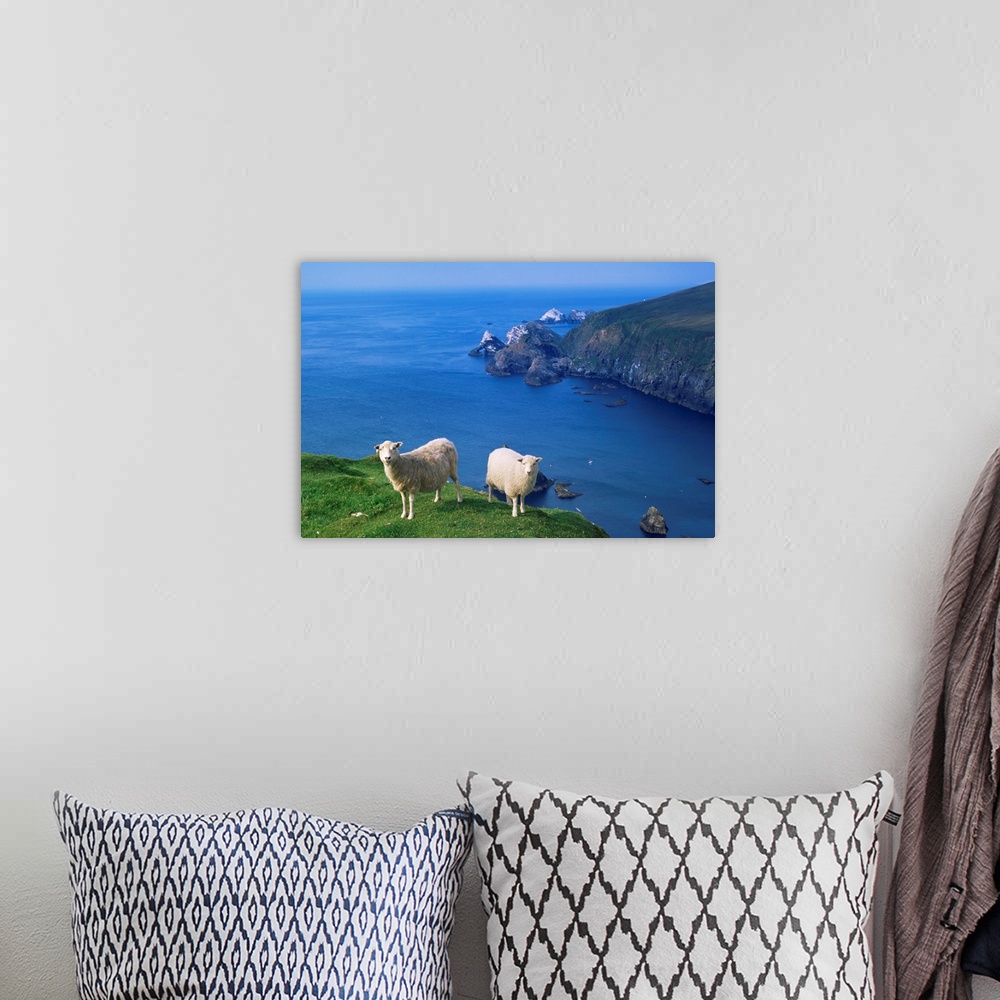 A bohemian room featuring Sheep, Hermaness Nature Reserve, Hermaness, Unst, Shetland Islands, Scotland
