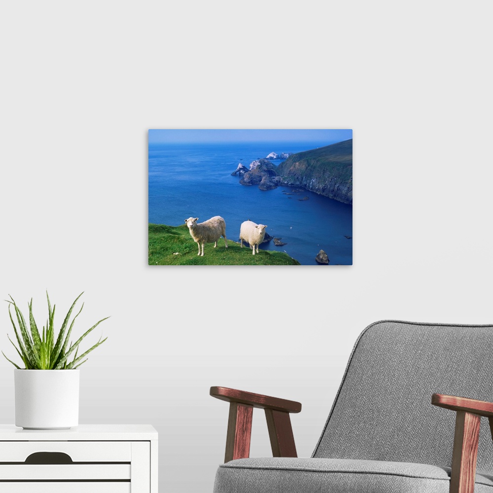 A modern room featuring Sheep, Hermaness Nature Reserve, Hermaness, Unst, Shetland Islands, Scotland
