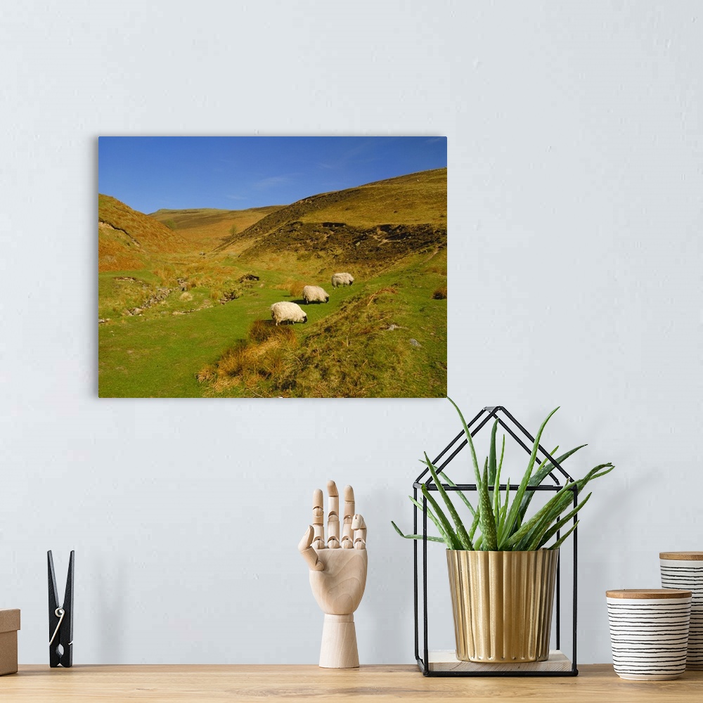 A bohemian room featuring Sheep in the Cheviot Hills, near Wooler, Northumbria, England