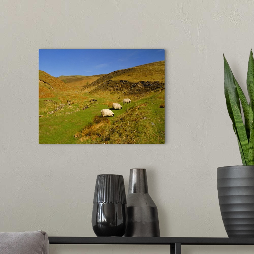 A modern room featuring Sheep in the Cheviot Hills, near Wooler, Northumbria, England