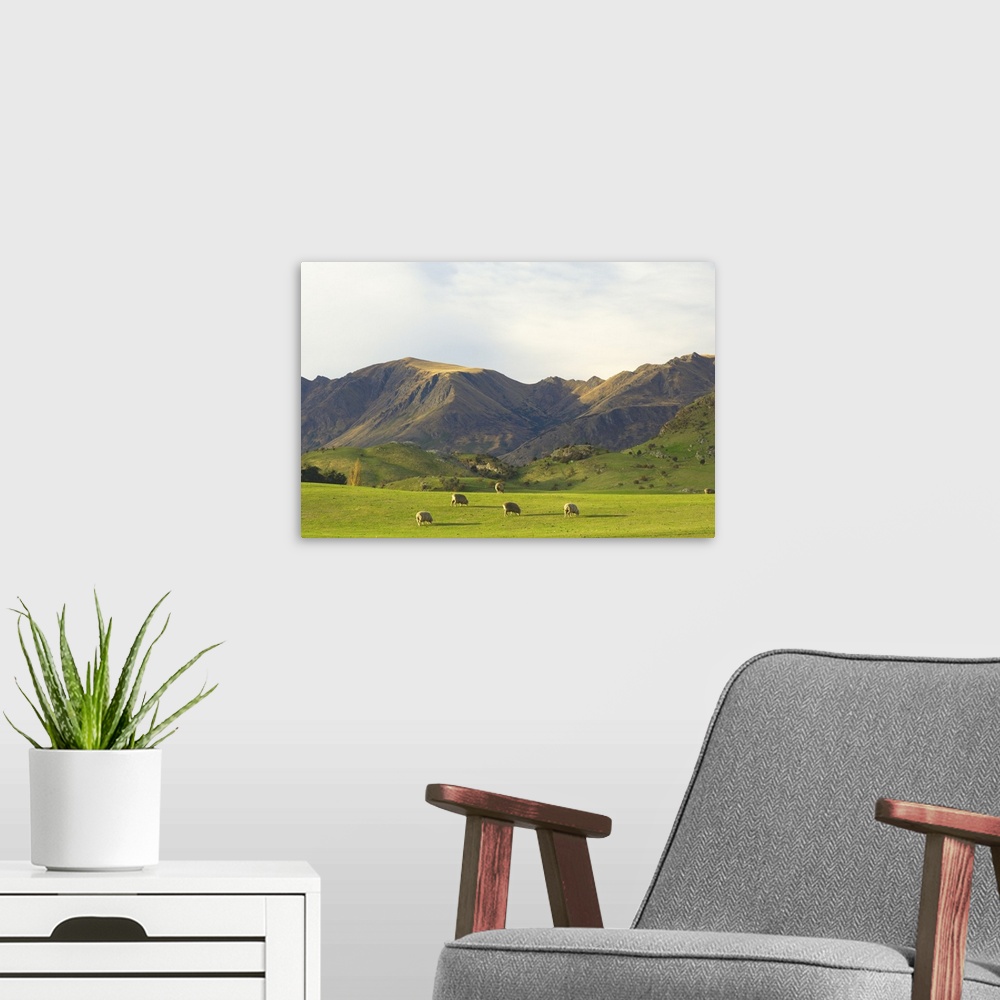 A modern room featuring Sheep, Wanaka, Central Otago, South Island, New Zealand, Pacific