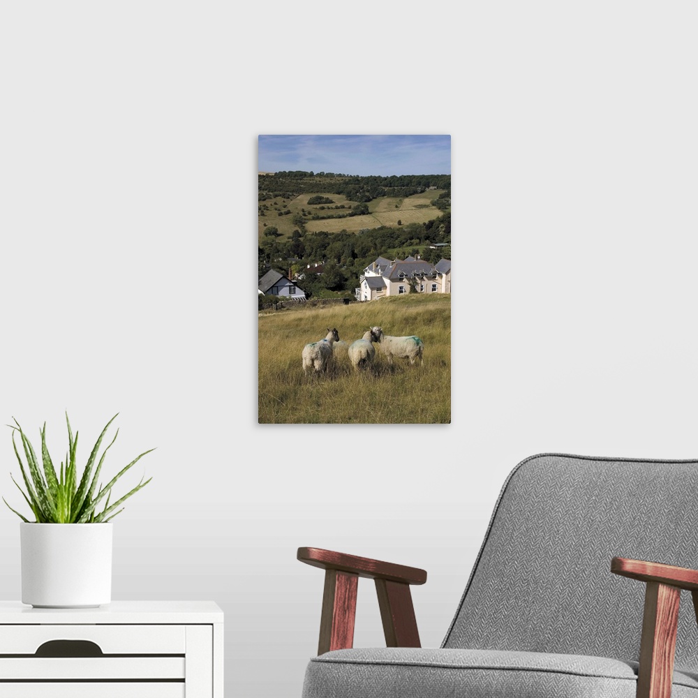 A modern room featuring Sheep, Woodmancote village, The Cotswolds, Gloucestershire, England