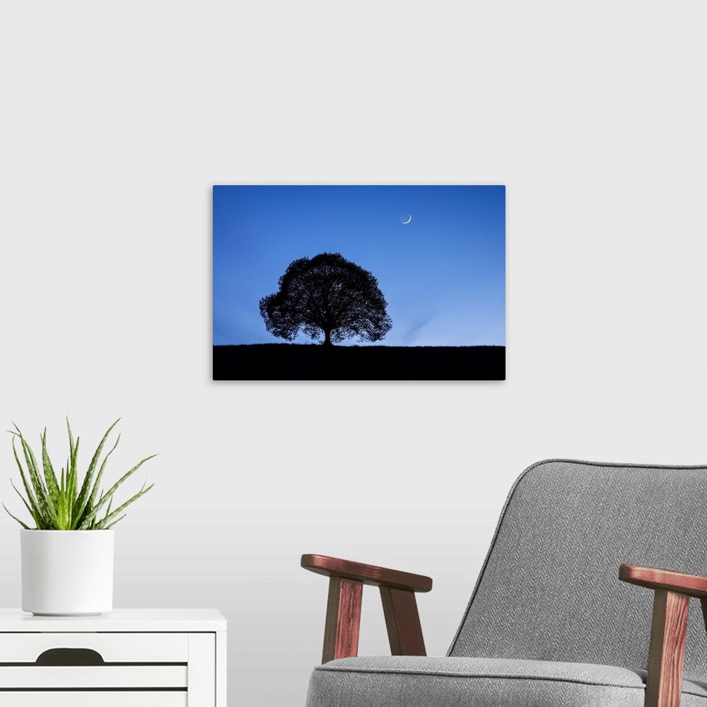 A modern room featuring Silhouette of lime tree at night under crescent moon and night sky, Zurich, Switzerland, Europe