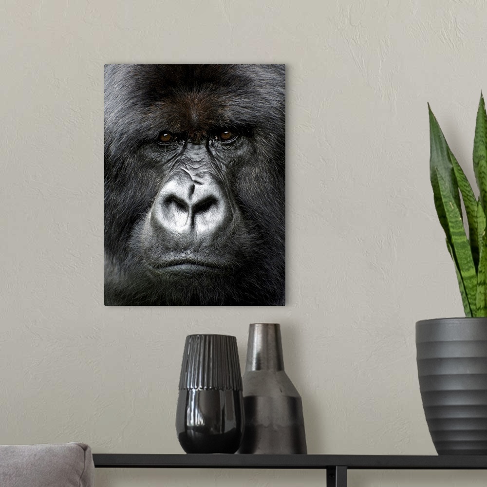 A modern room featuring Silverback gorilla looking intensely, in the Volcanoes National Park, Rwanda, Africa