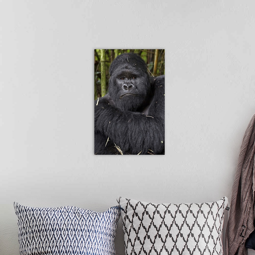 A bohemian room featuring Silverback mountain gorilla of the Kwitonda group, Volcanoes National Park, Rwanda