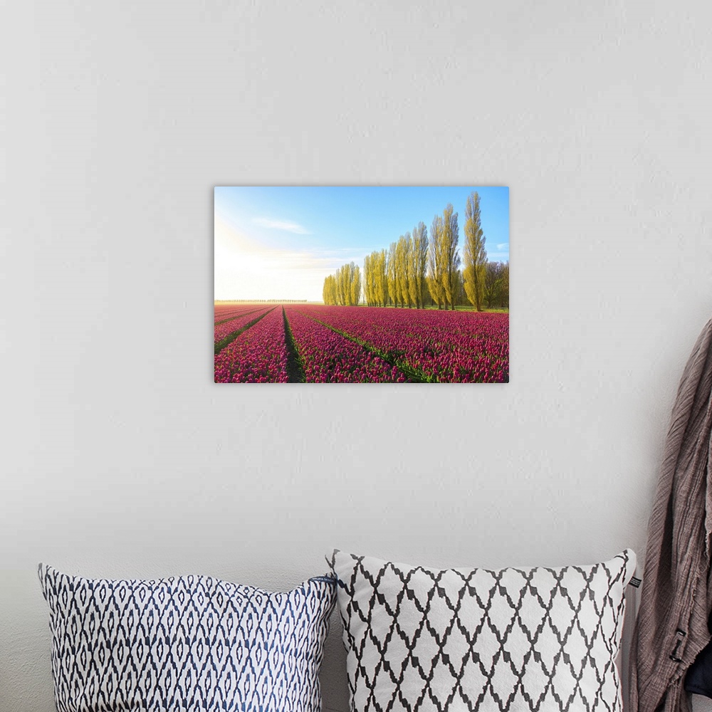 A bohemian room featuring The blue sky at dawn and colourful fields of tulips in bloom surrounded by tall trees, De Rijp, A...