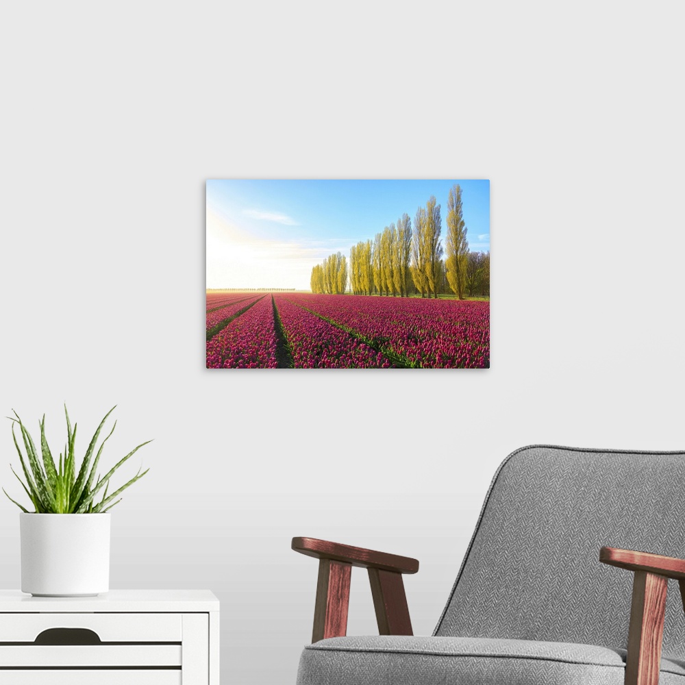 A modern room featuring The blue sky at dawn and colourful fields of tulips in bloom surrounded by tall trees, De Rijp, A...