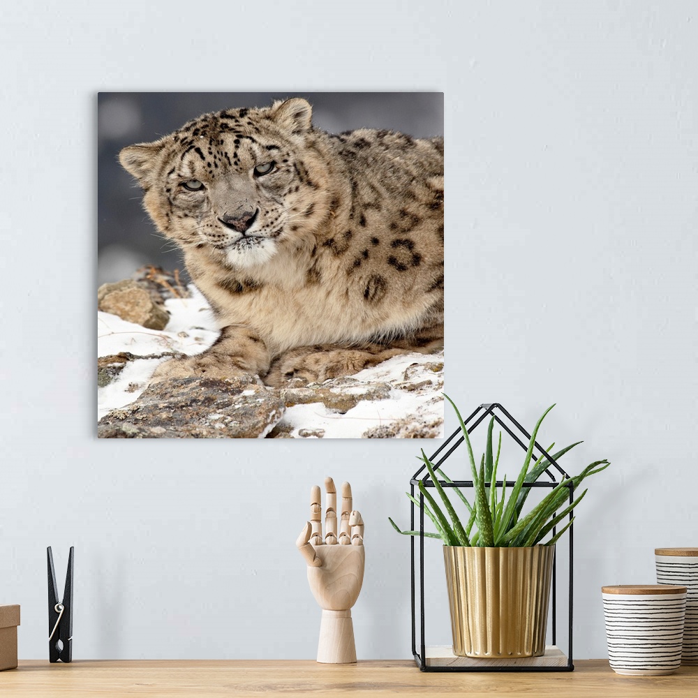 A bohemian room featuring Snow Leopard in the snow, in captivity, near Bozeman, Montana