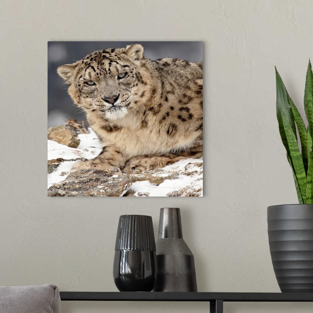 A modern room featuring Snow Leopard in the snow, in captivity, near Bozeman, Montana