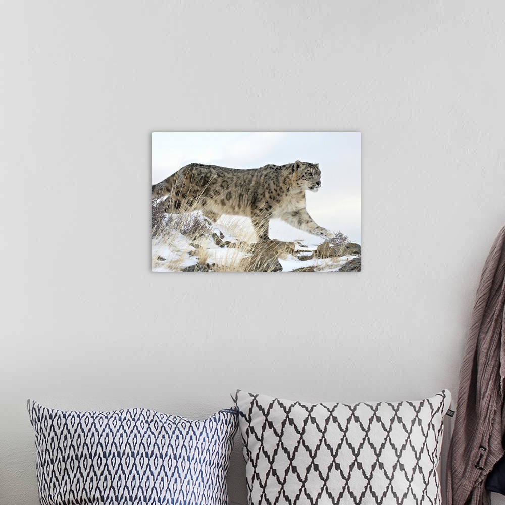 A bohemian room featuring Snow Leopard, near Bozeman, Montana
