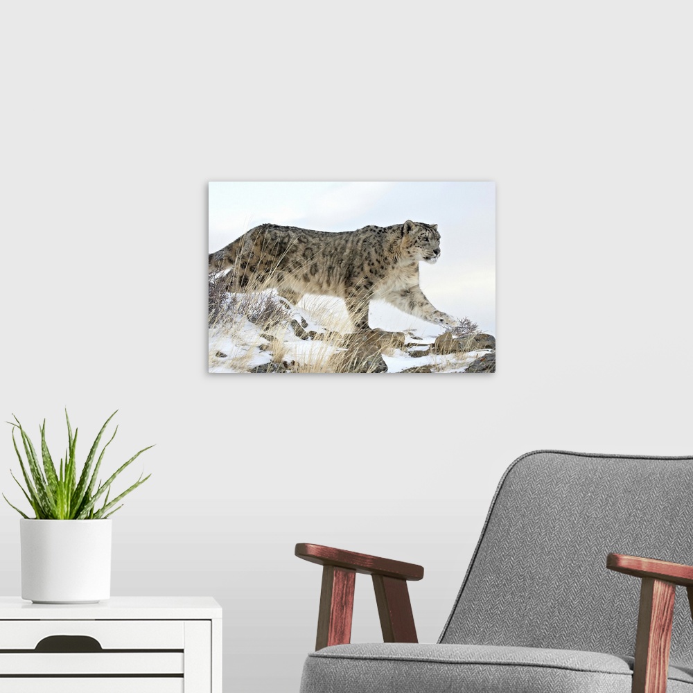 A modern room featuring Snow Leopard, near Bozeman, Montana
