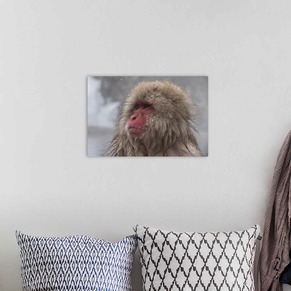 A bohemian room featuring Snow Monkey looking out, Honshu, Japan, Asia