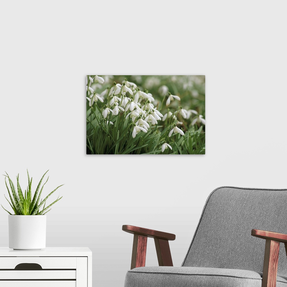 A modern room featuring Snowdrops, Warnford, Hampshire, England, UK