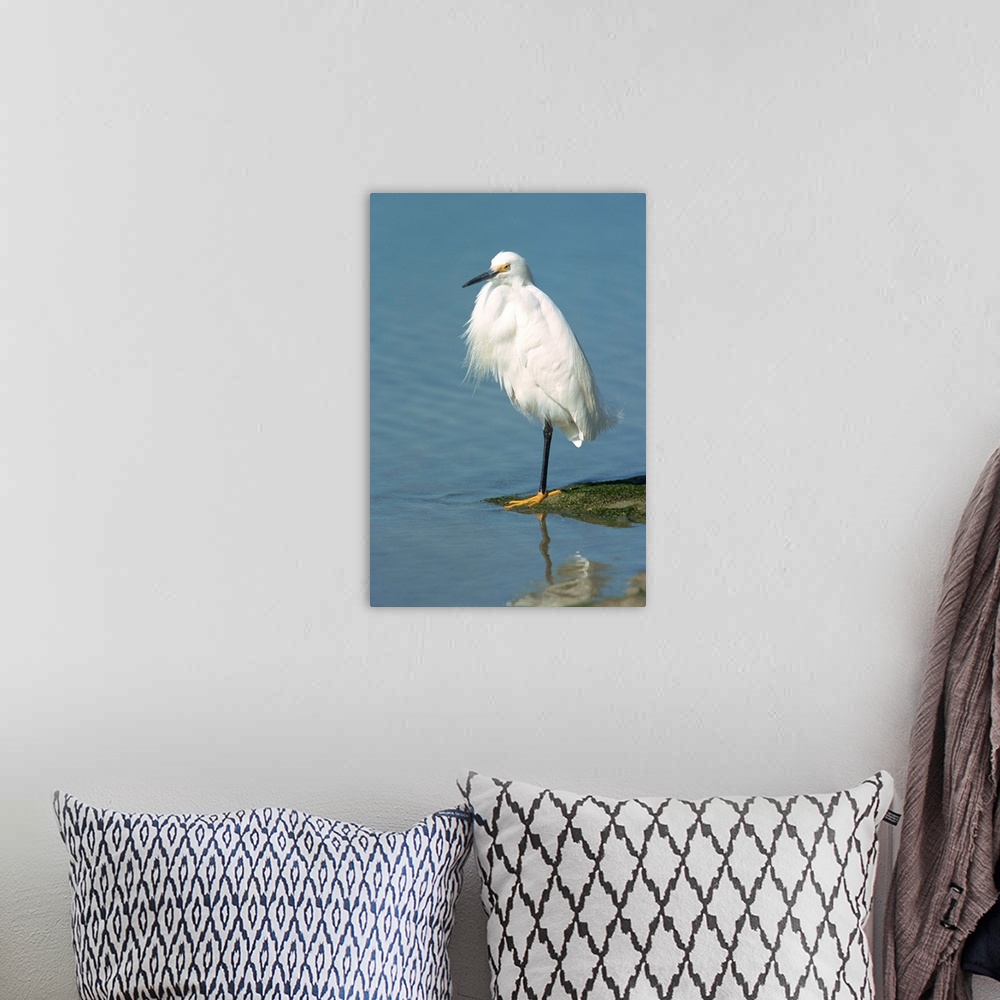 A bohemian room featuring Snowy egret, South Florida, United States of America, North America