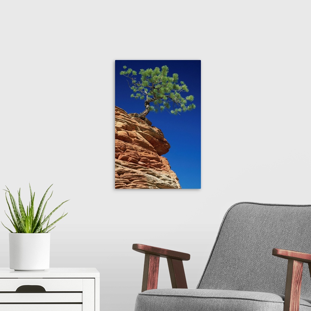 A modern room featuring Solitary ponderosa pine on top of a sandstone outcrop in the Zion National Park, Utah