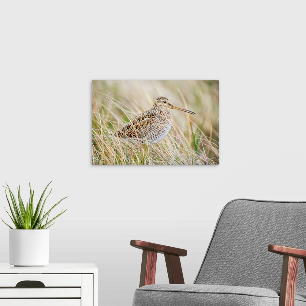 A modern room featuring South American snipe (Gallinago paraguaiae), Sea Lion Island, Falkland Islands, South America