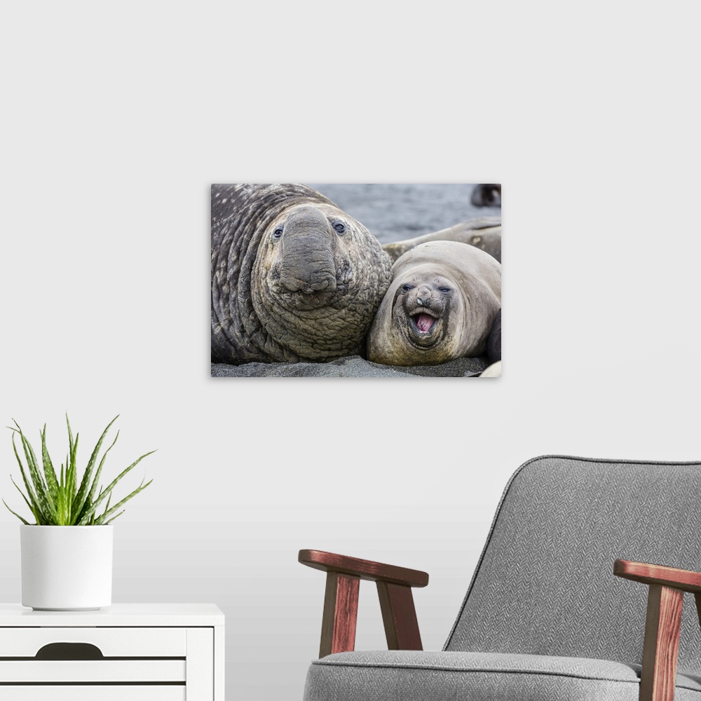 A modern room featuring Southern elephant seal (Mirounga leonina) bull next to female, Right Whale Bay, South Georgia, UK...
