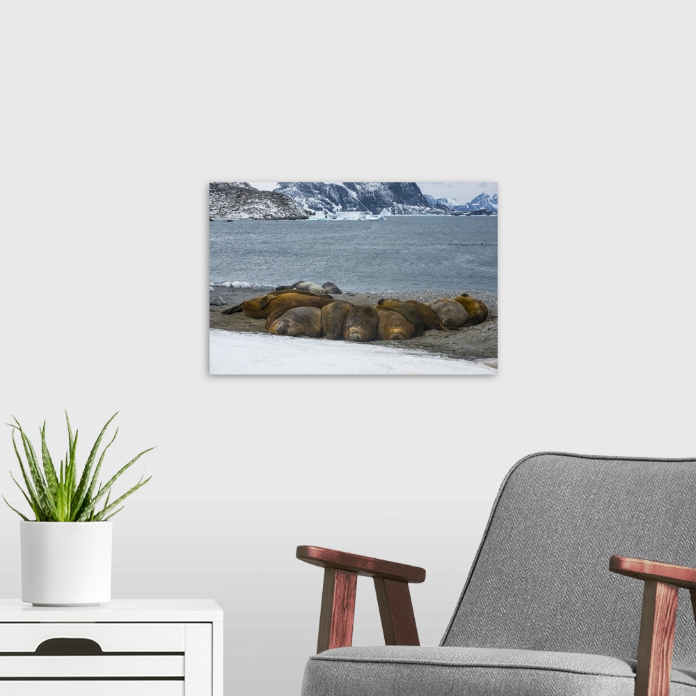 A modern room featuring Southern elephant seal colony (Mirounga leonina), Coronation Island, South Orkney Islands, Antarc...