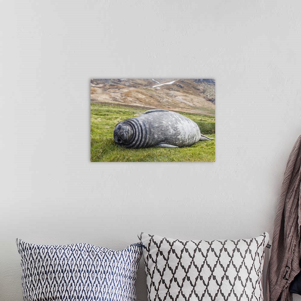 A bohemian room featuring Southern elephant seal pup, Peggotty Bluff, South Georgia