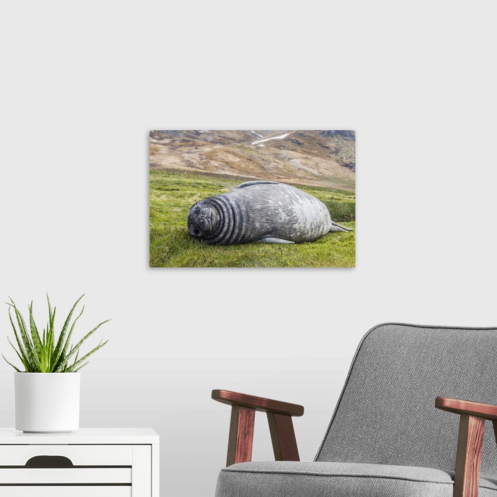 A modern room featuring Southern elephant seal pup, Peggotty Bluff, South Georgia