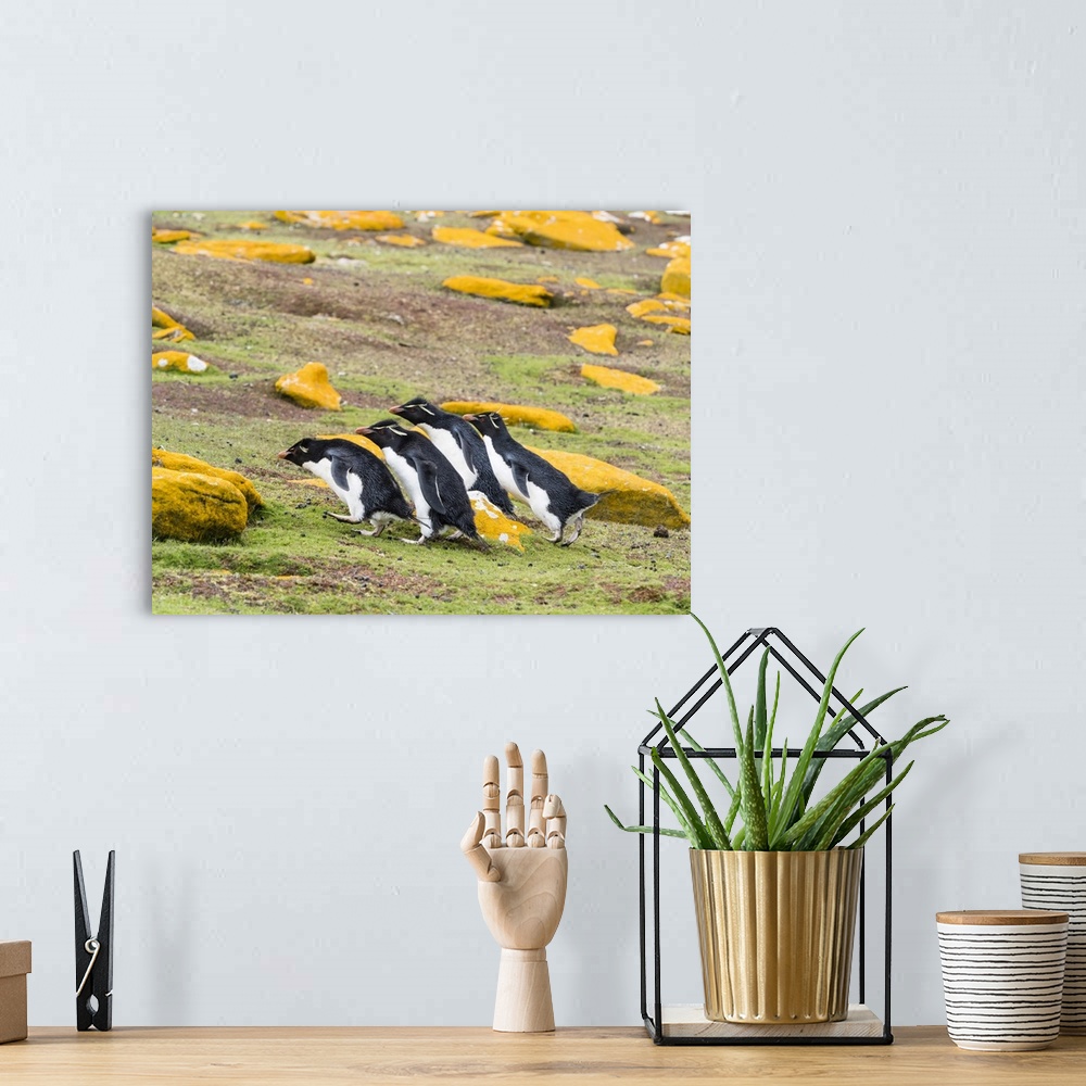 A bohemian room featuring Adult southern rockhopper penguins (Eudyptes chrysocome), on Saunders Island, Falkland Islands, S...