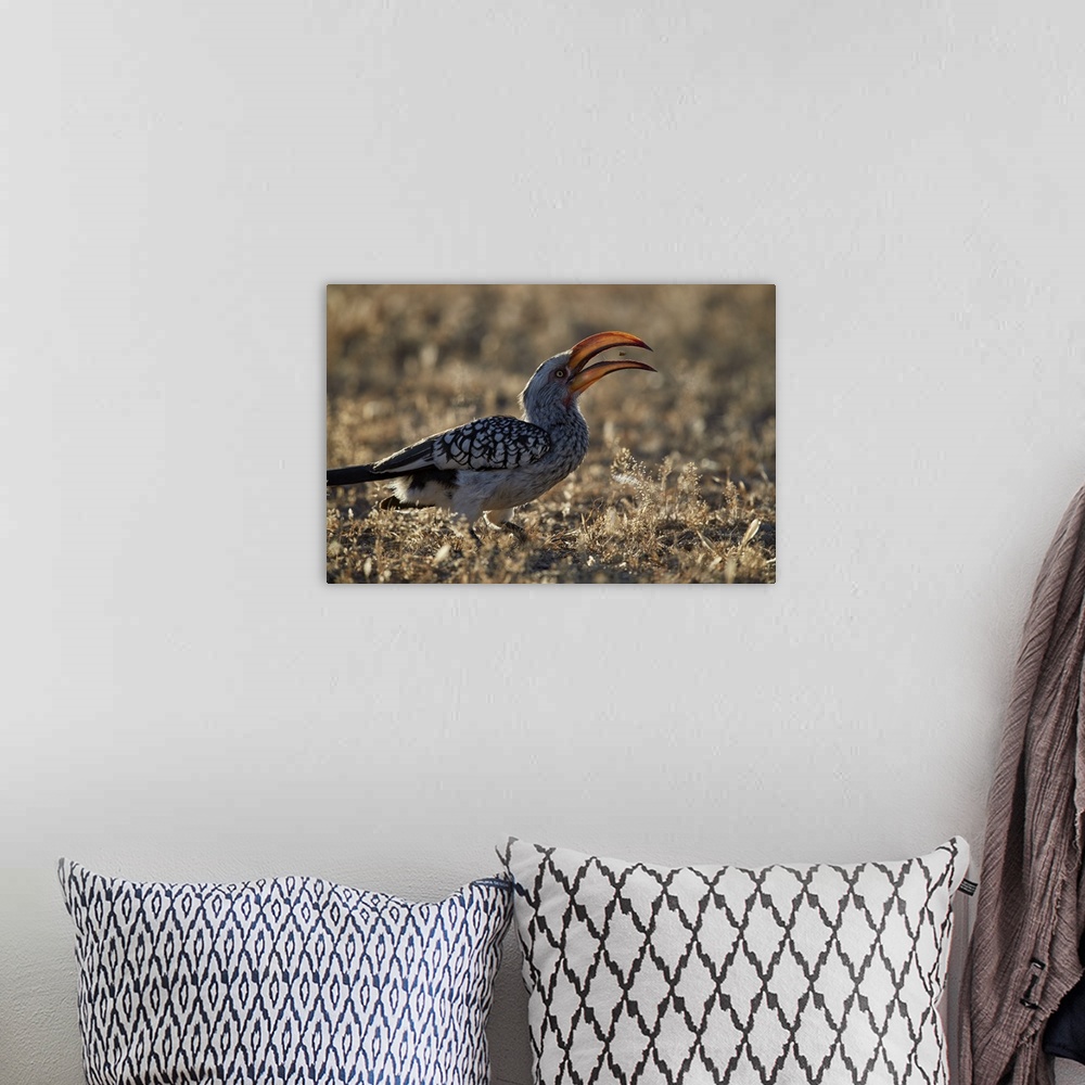 A bohemian room featuring Southern yellow-billed hornbill flipping a seed, Kgalagadi Transfrontier Park, encompassing the f...