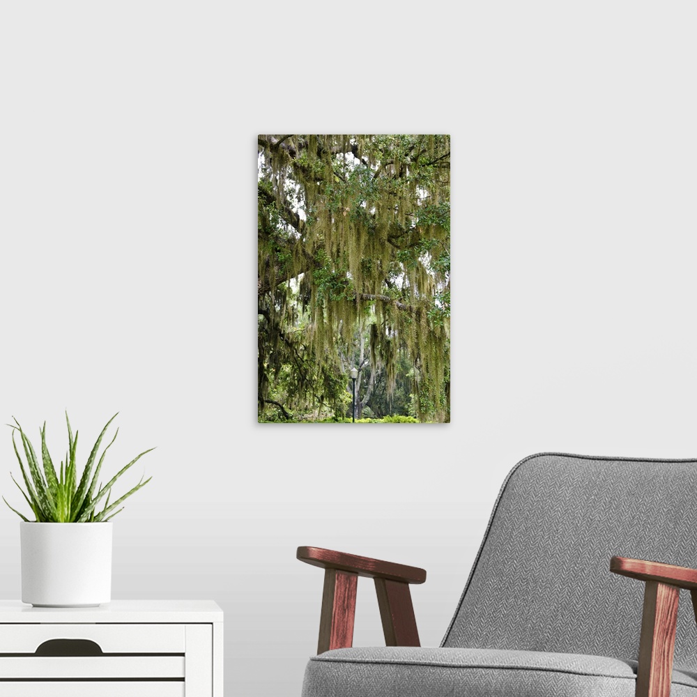 A modern room featuring Spanish moss, Orlando, Florida