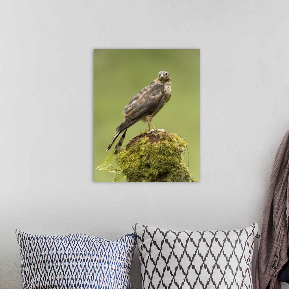 A bohemian room featuring Sparrowhawk on moss covered tree, Scotland, United Kingdom, Europe
