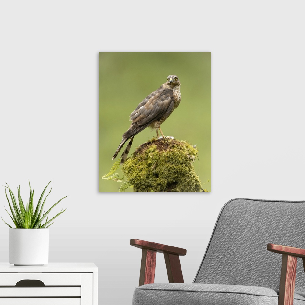 A modern room featuring Sparrowhawk on moss covered tree, Scotland, United Kingdom, Europe