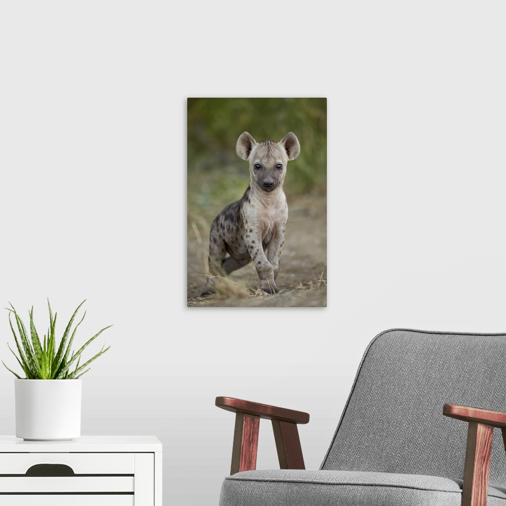 A modern room featuring Spotted hyena (spotted hyaena) (Crocuta crocuta) cub, Kruger National Park, South Africa, Africa.