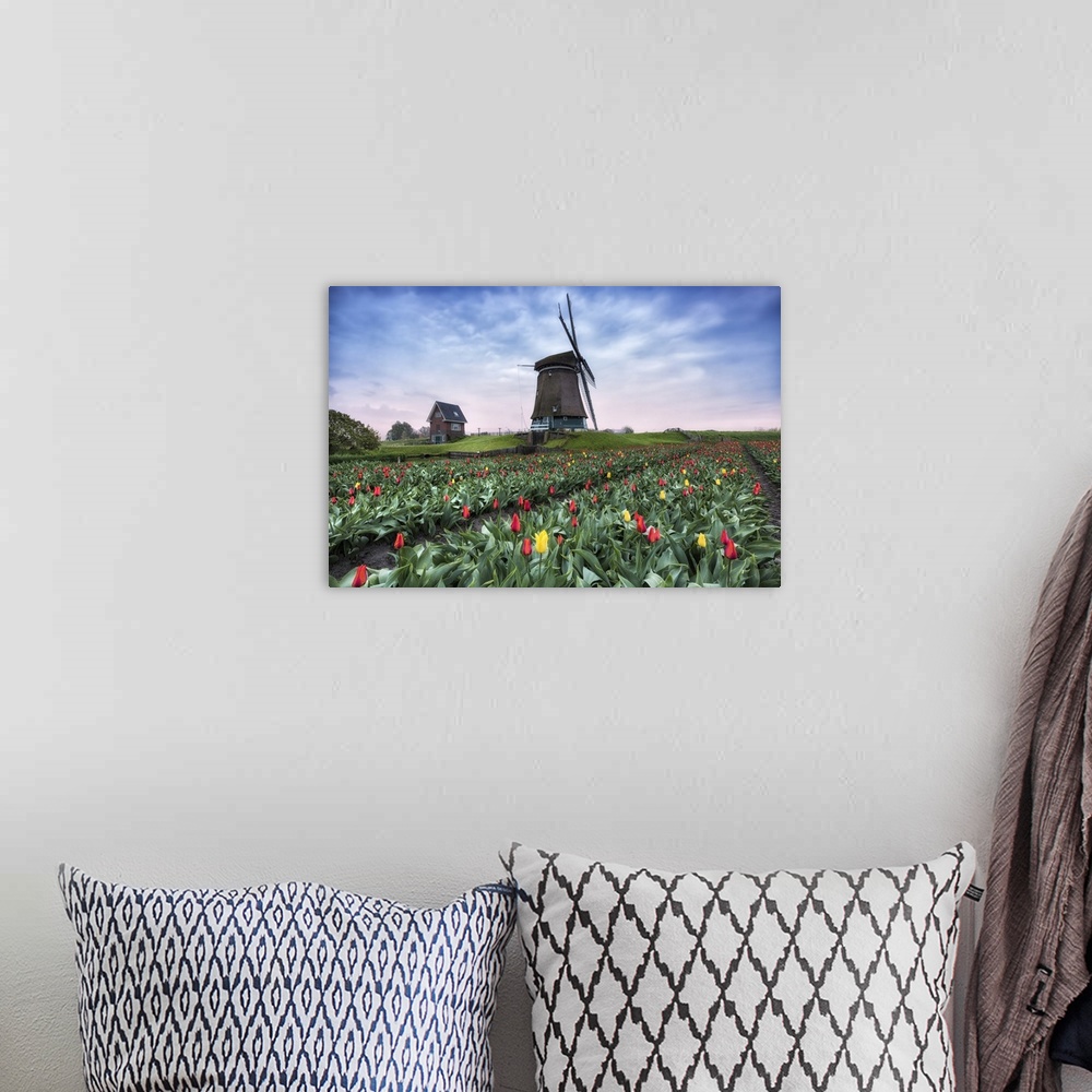 A bohemian room featuring View of multi-coloured fields of tulips and windmills at spring, Berkmeer, Koggenland, North Holl...
